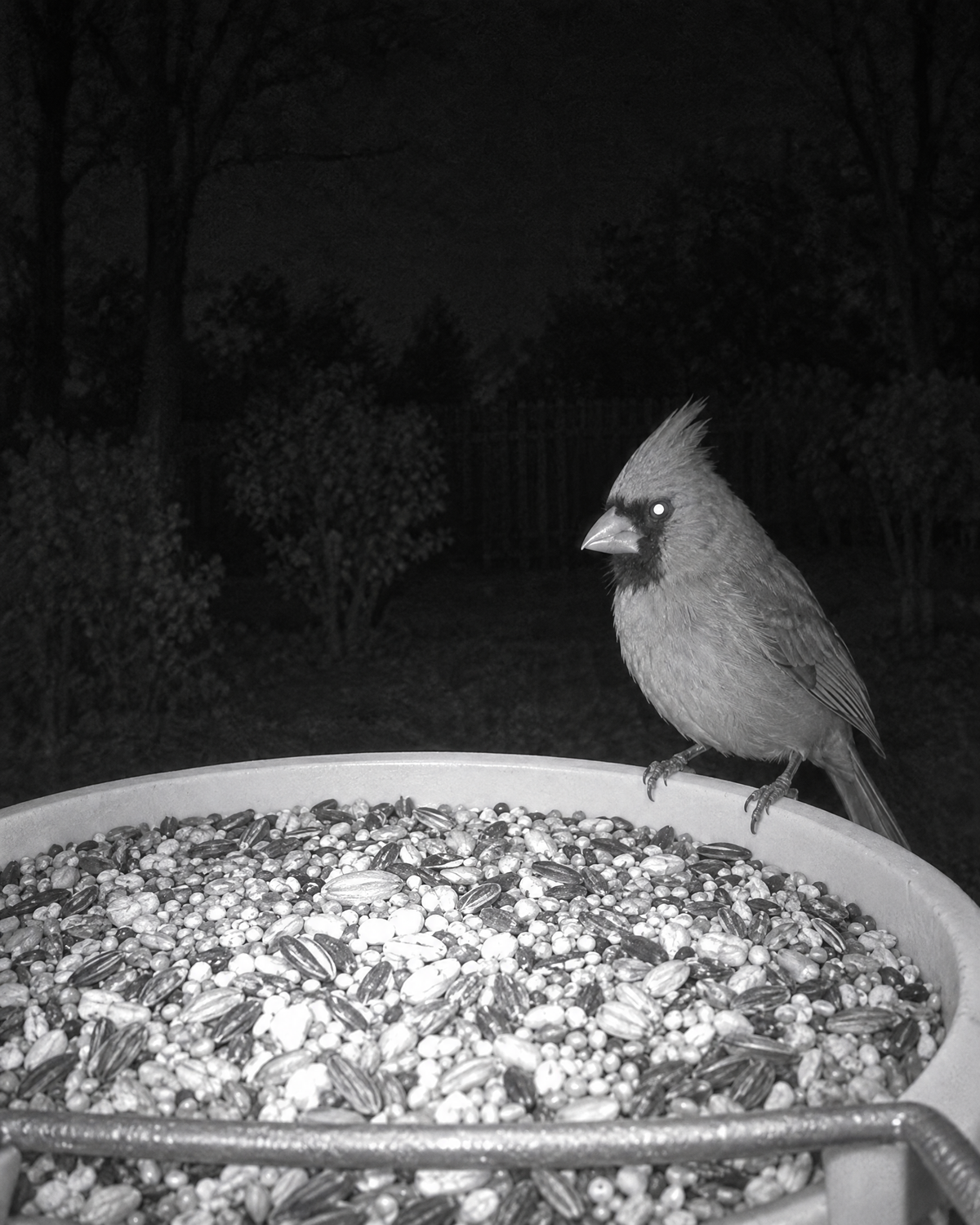 WrenView Solar Camera Bird Feeder